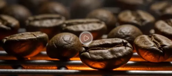Bean to Cup